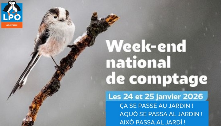 Participez cet hiver aux rencontres LPO des observatrices et observateurs « Faune Occitanie »